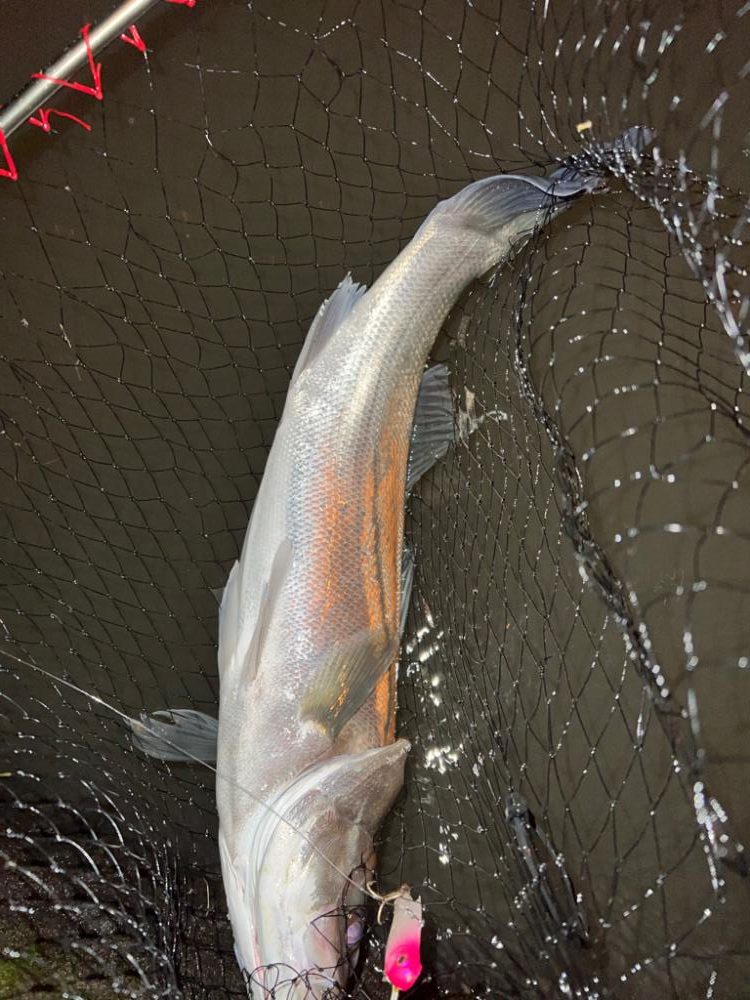 バイブレーションの釣り