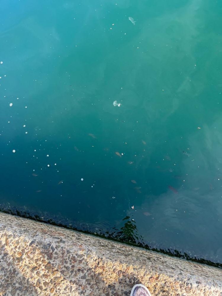 神明、青太刀イカ狙い