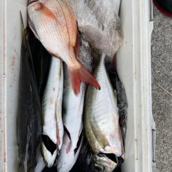 アオリイカ　鯛のリレー便　丸松乗合船