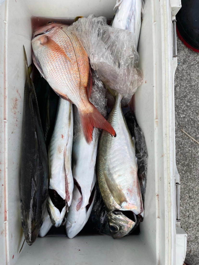 アオリイカ 鯛のリレー便 丸松乗合船