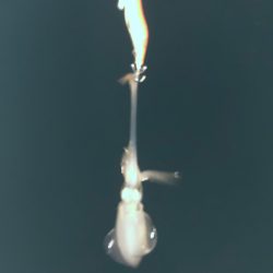 夕まずめチャレンジ