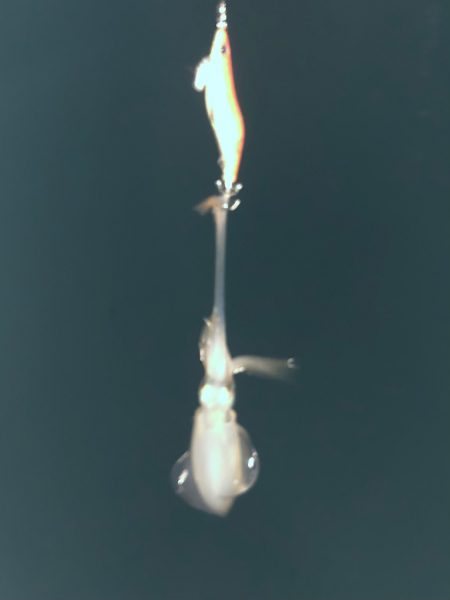 夕まずめチャレンジ