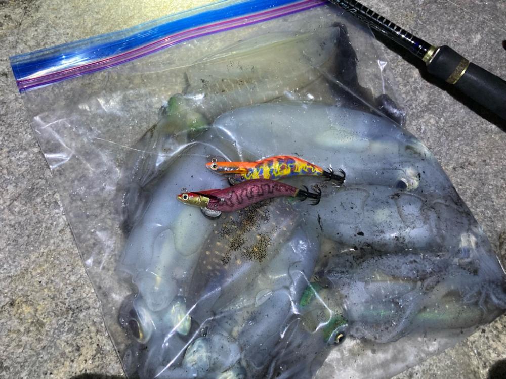 神明エギング好調です