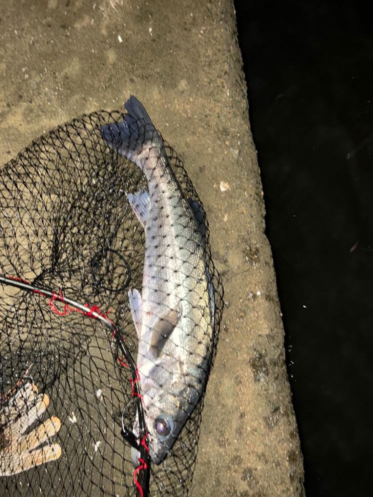 ブレイク付きシーバス