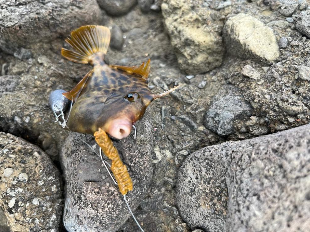 旅行ついで釣行2