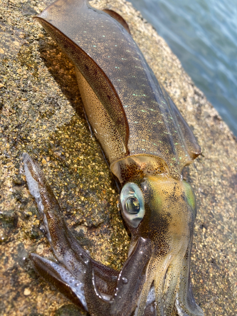 なんとかゲット