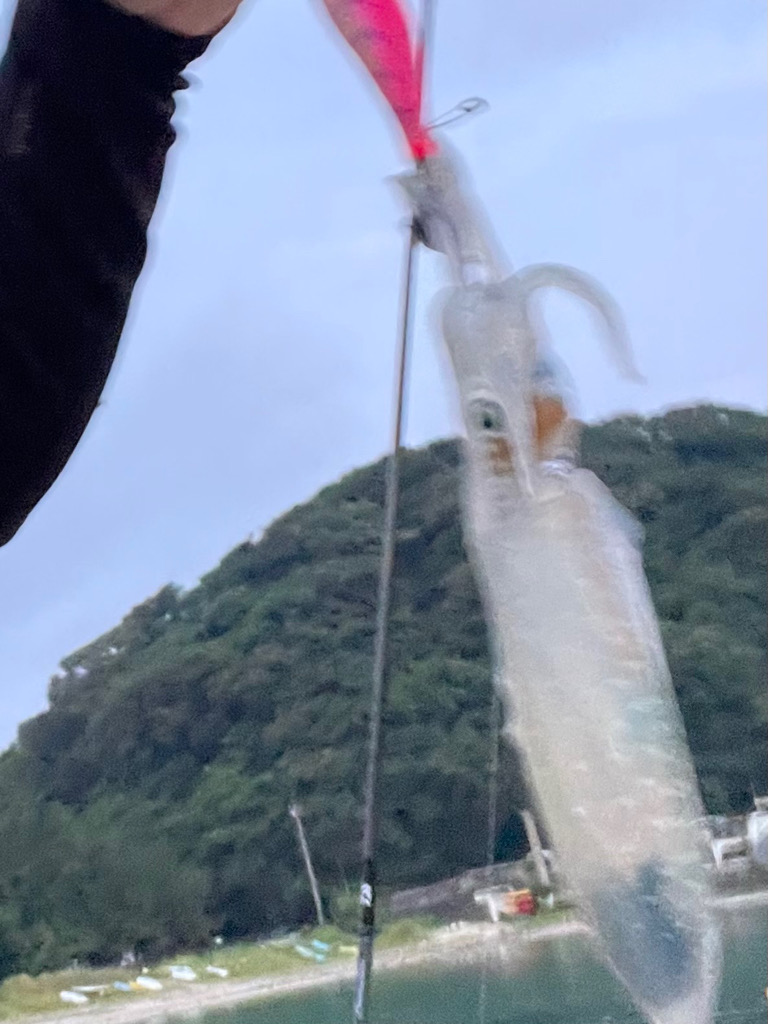 好調！日本海エギング