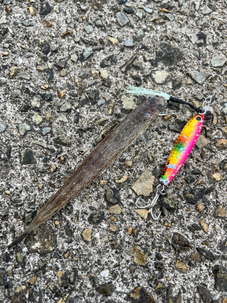 アコウ40up釣りたい