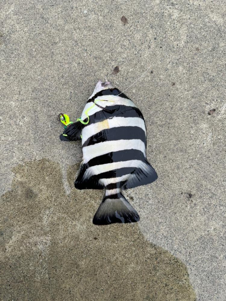 激渋ロックフィッシュ