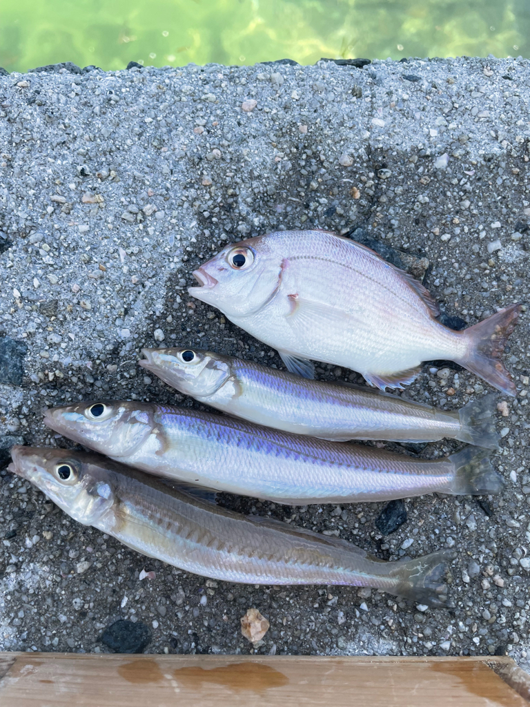 引き釣りハマりそう〜。