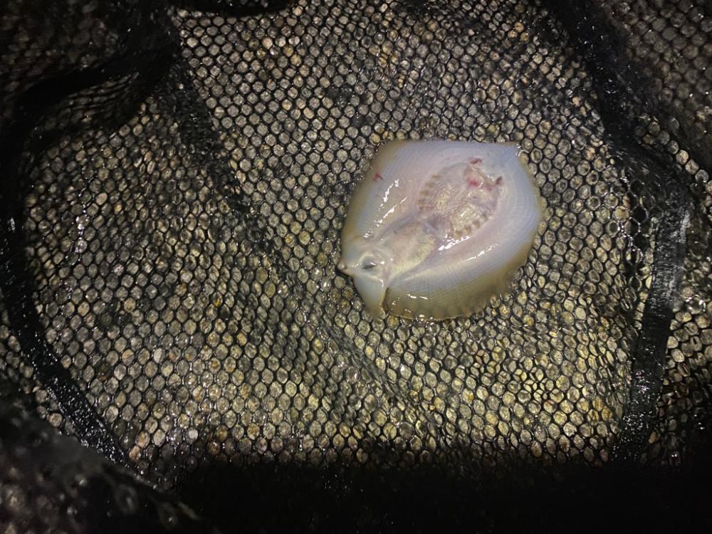 チニング アタリはありますが