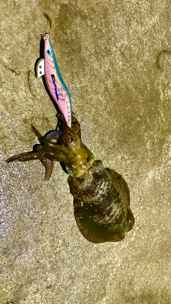 秋イカ順調に育ってます