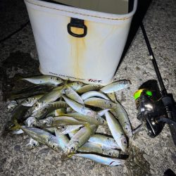 アジング釣行