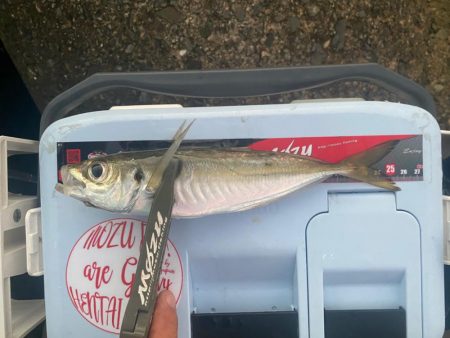 マズメチャレンジ