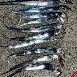 深夜0時からの太刀魚