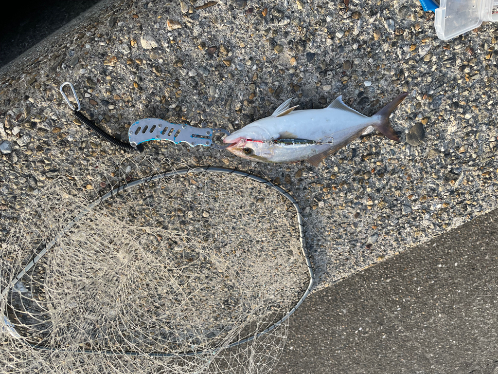 初の40オーバーシオ