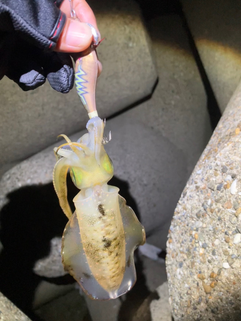 台風前エギング(^｡^)