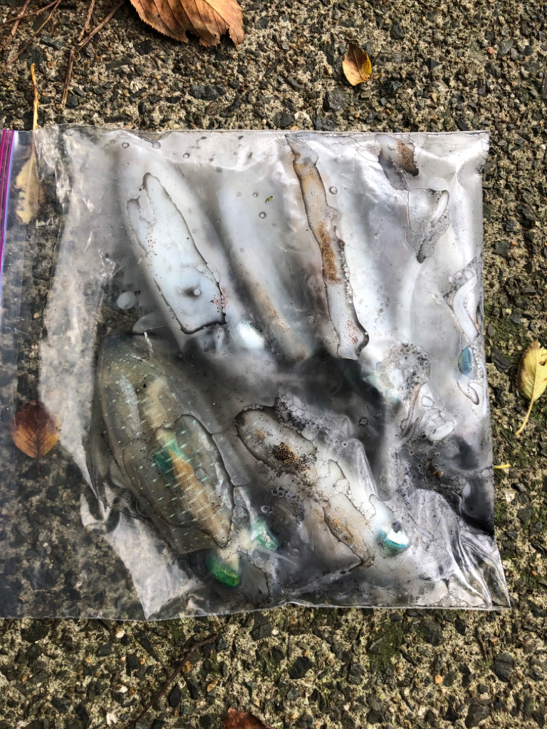 【秋イカ好調】京丹後〜伊根湾②