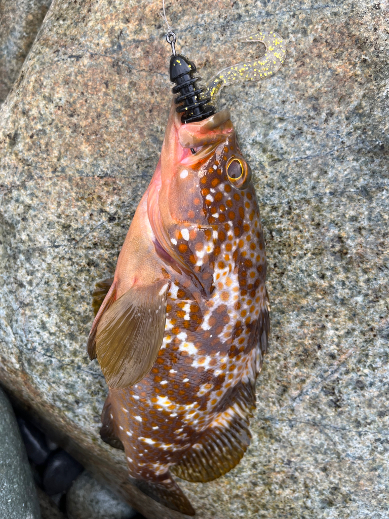 40upキジハタを狙え