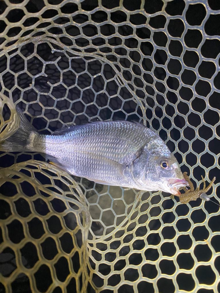 淀川ブリームゲーム