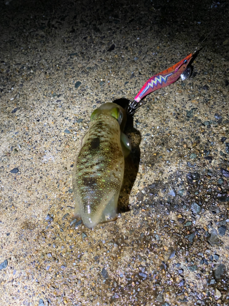 雨は昼からじゃなかった？