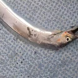 ジグパラでタチジギ！激シブでも釣れる！