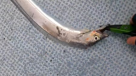 ジグパラでタチジギ！激シブでも釣れる！