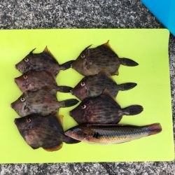 元気なカワハギ乱舞でしたー！