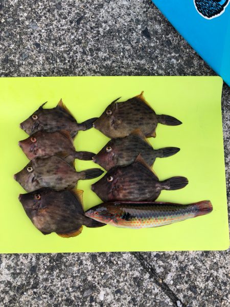 元気なカワハギ乱舞でしたー！