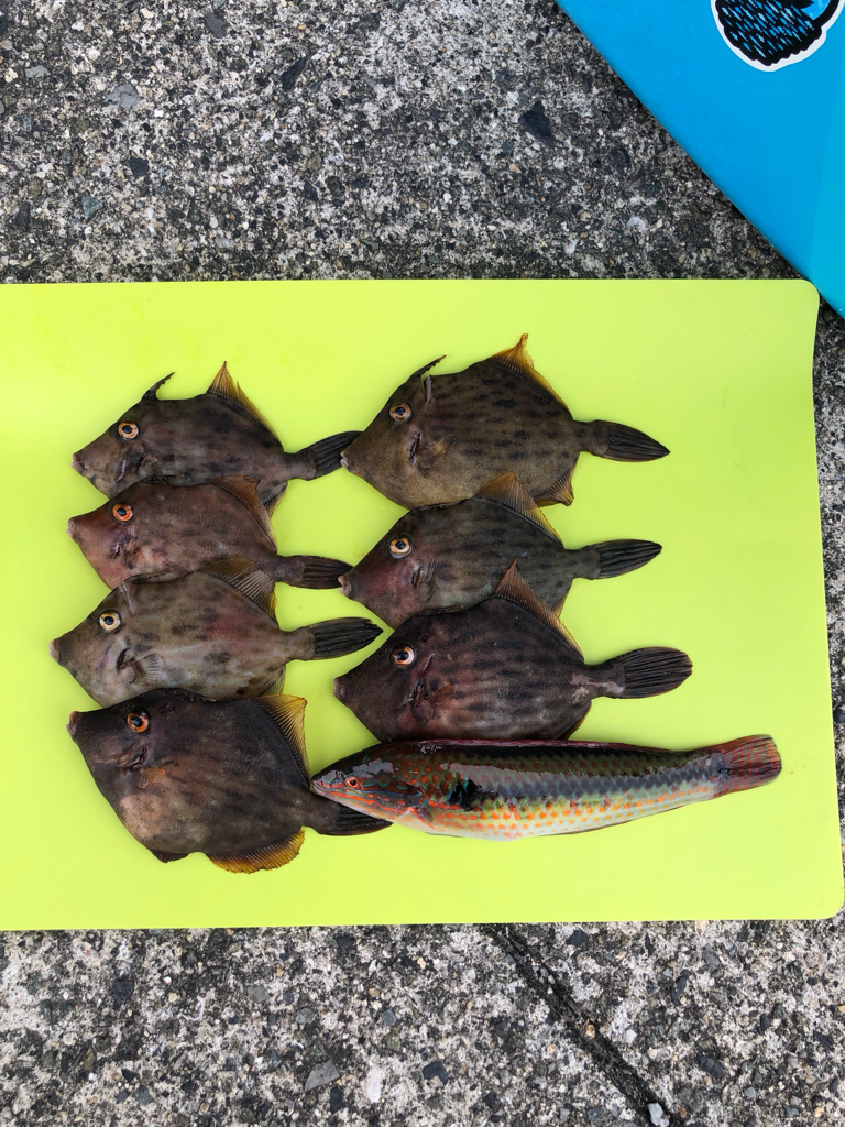 元気なカワハギ乱舞でしたー！