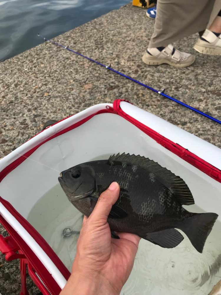 親不知港フカセ釣り