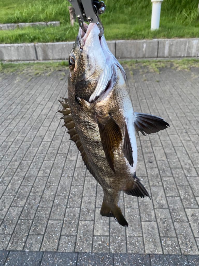 ヘチってきました