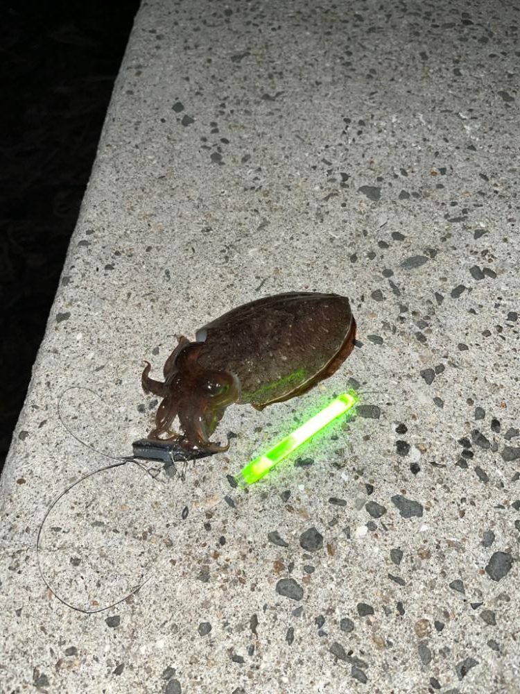 エギングスタート❗️