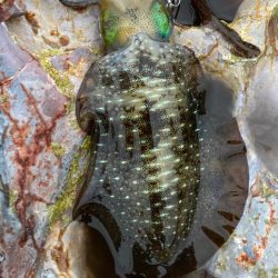 隠岐で餌木蔵炸裂！