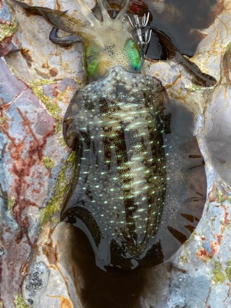 隠岐で餌木蔵炸裂！