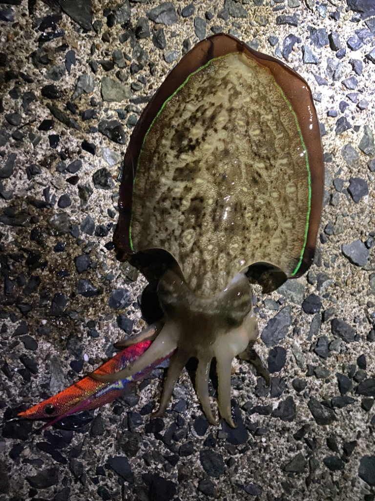 8か月ぶりの釣行