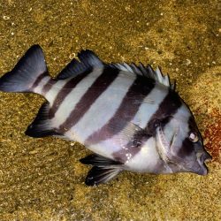 ヘチってきました