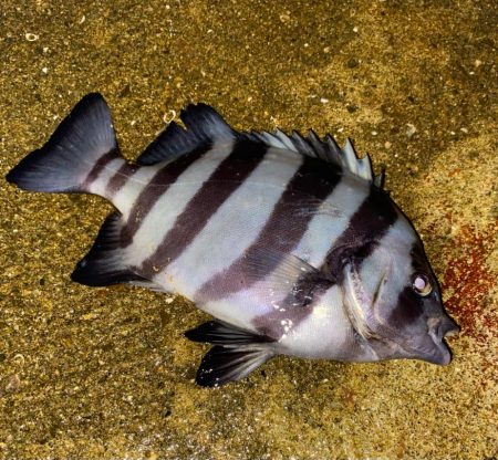 ヘチってきました