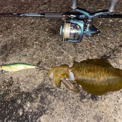 ナイトエギング