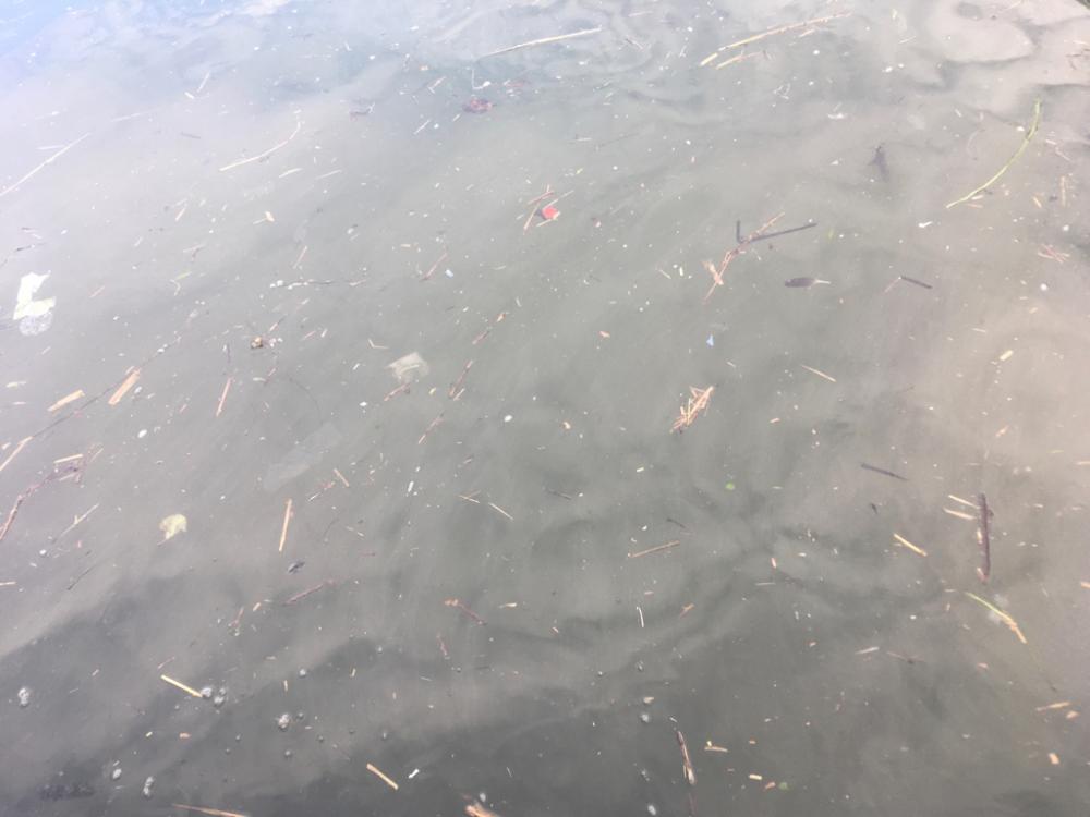 秋口、淀川河口にて