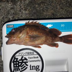 ライトワインド最高です！