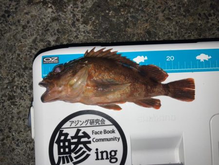 ライトワインド最高です！