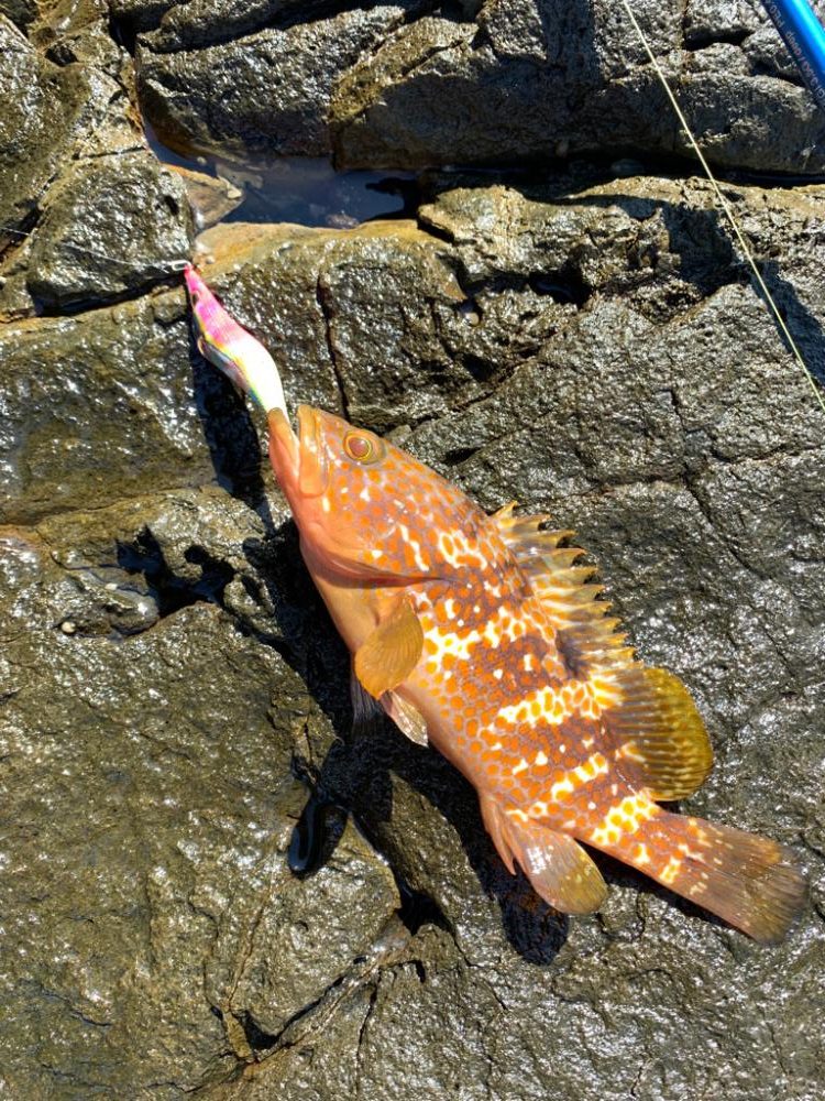 朝マズメエギング