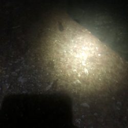 【秋イカ好調】京丹後〜伊根湾