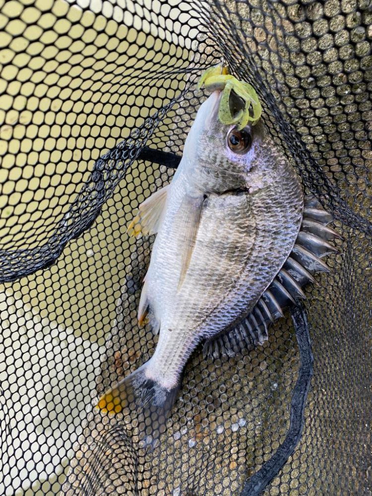 昼2匹夜5匹プラスサバ