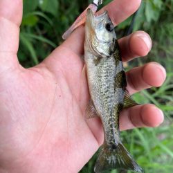 琵琶湖の小バス