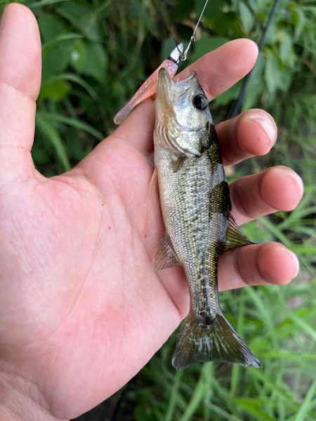琵琶湖の小バス