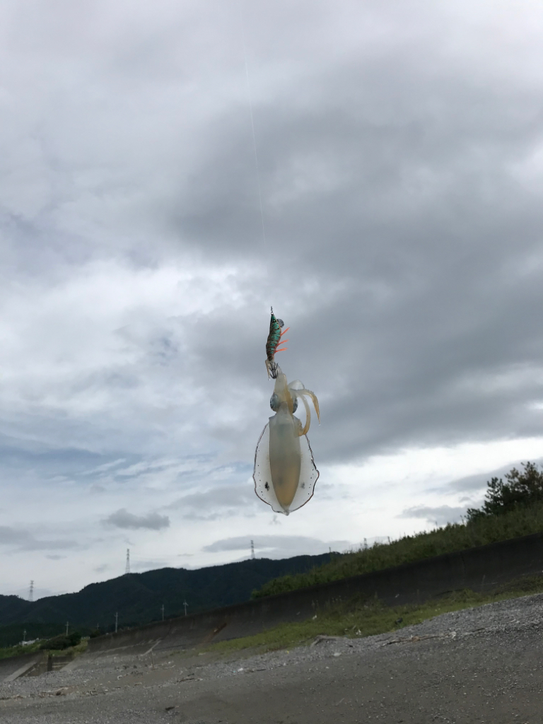 サーフエギング