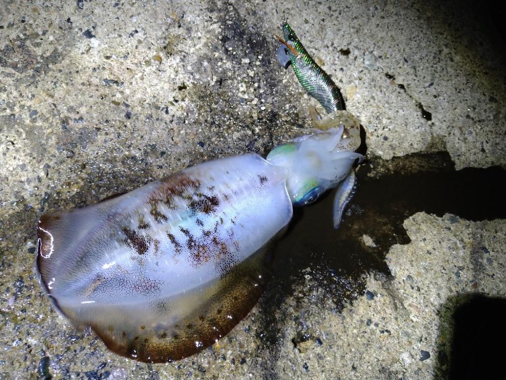新月大潮でテンポ良く釣れました