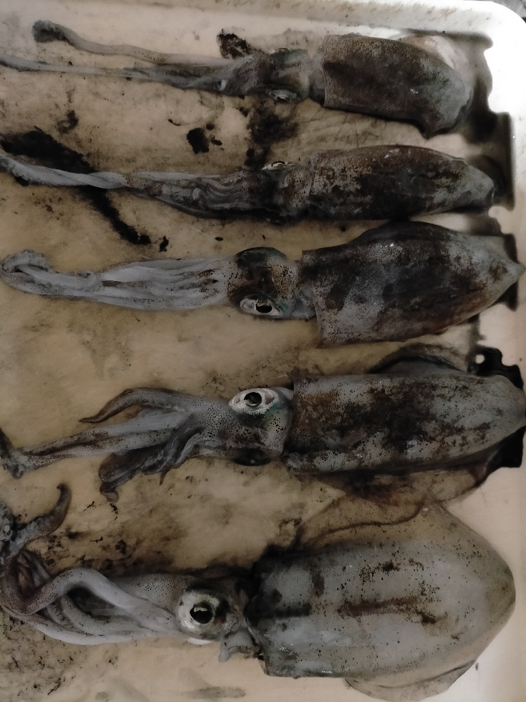 今日は6杯 良いサイズです